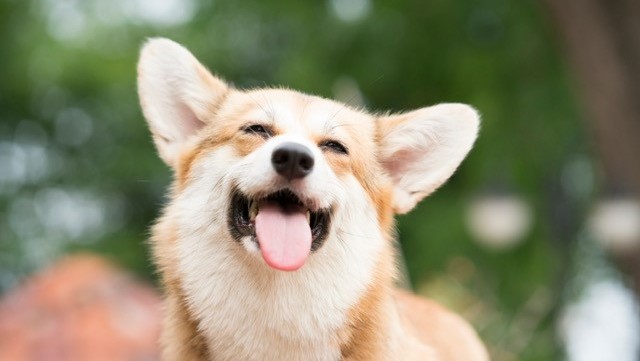 【獣医師監修】犬の目やまぶたにできものがある。この症状から考えられる原因や病気は？